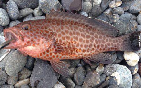 アオリイカまだまだ！ソウダガツオは好調